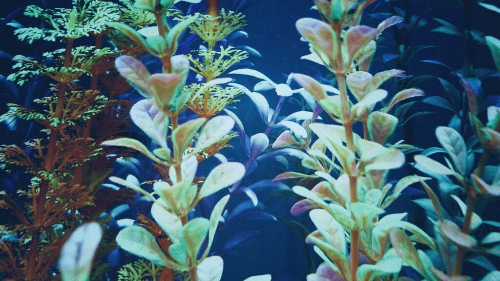 Facts About Elodea Plants Fact Frenzy