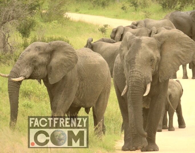 Facts About Elephants! Fact Frenzy