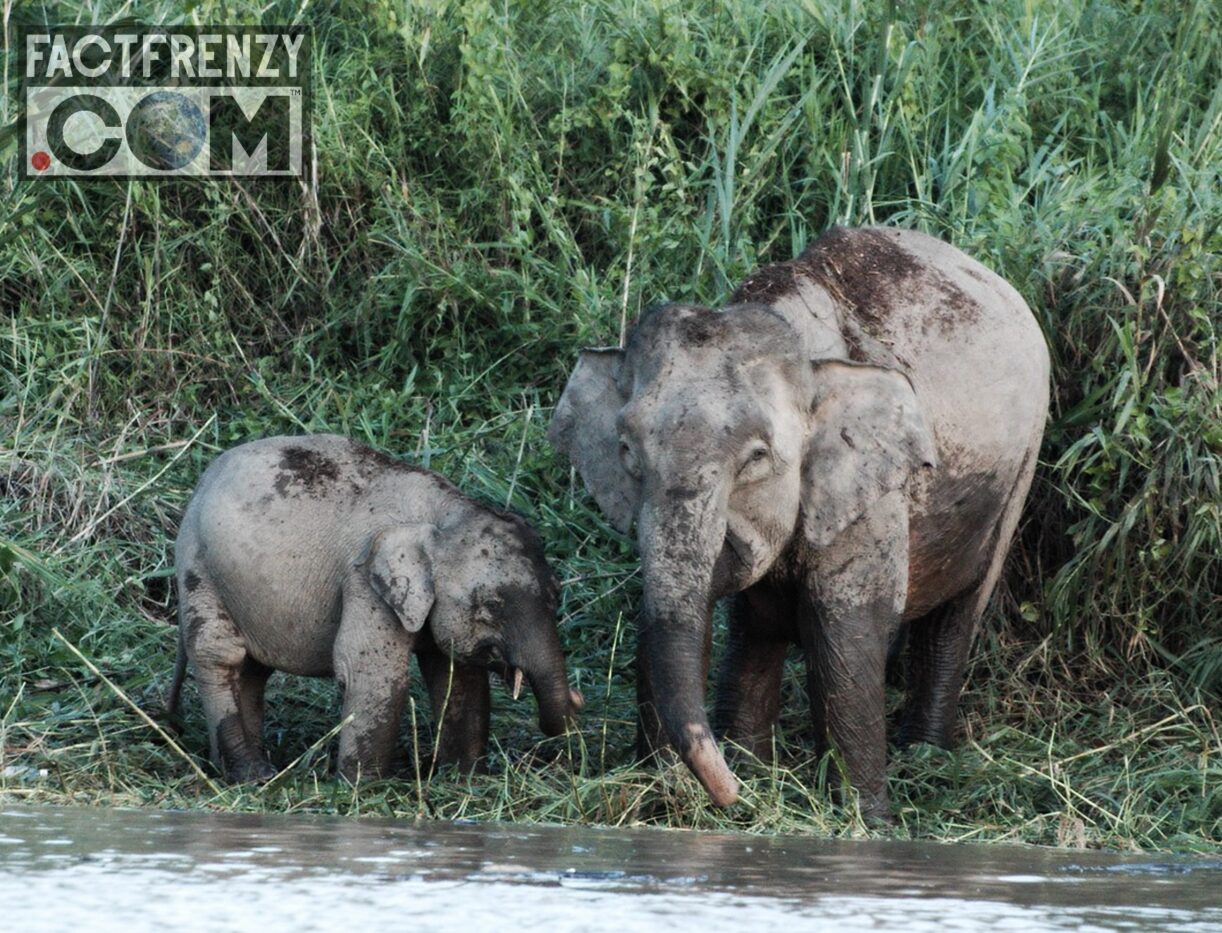 Facts About Elephants! Fact Frenzy