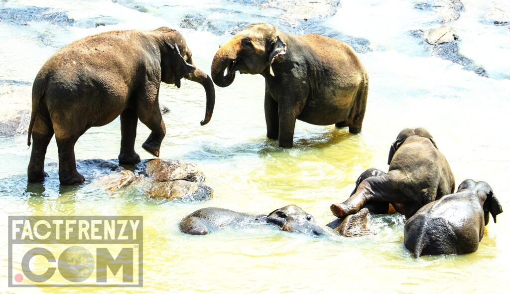 Facts About Elephants! Fact Frenzy