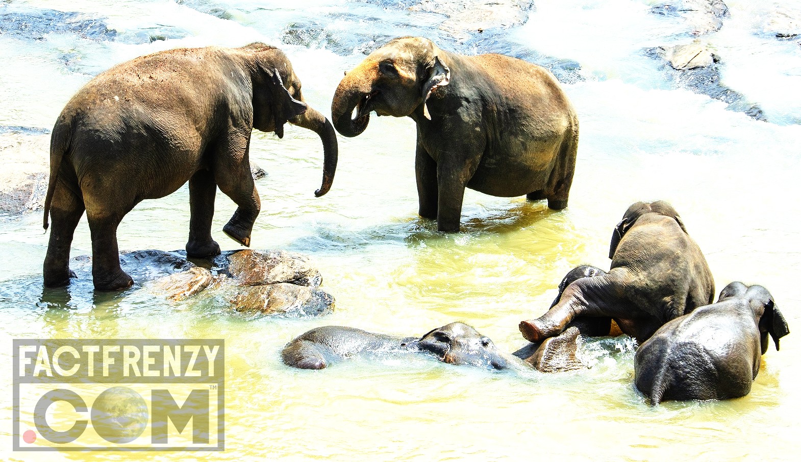 Facts About Elephants! Fact Frenzy